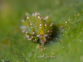   Costasiella sp  